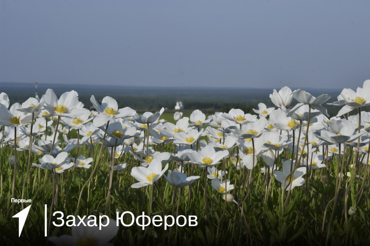 ПосмотриПервым.